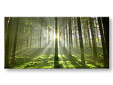 Wall painting PANORAMA TREES Discount 60% 50X100 cm
